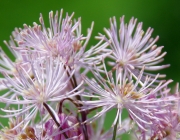 Akeleiblättrige Wiesenraute (Thalictrum aquilegiifolium)