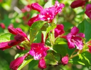 Weigelie (Weigela 'Bristol Ruby')