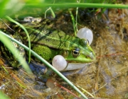 Teichfrosch (Pelophylax „esculentus“)