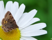 Braune Tageule (Euclidia glyphica)