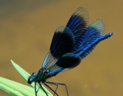 Blauflügel-Prachtlibelle (Calopteryx virgo)