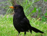 Amsel (Turdus merula)
