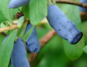 Kamtschatka-Heckenkirsche (Lonicera caerulea var. kamtschatica)