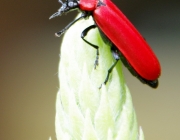 Scharlachroter Feuerkäfer (Pyrochroa coccinea)