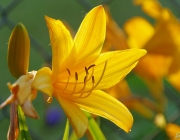 Gelbe Taglilie (Hemerocallis lilioasphodelus)