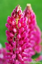 Lupine (Lupinus)