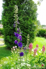 Rittersporn (Delphinium)