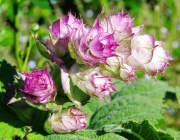 Muskatellersalbei (Salvia sclarea)