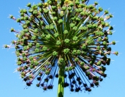 Zierlauch (Allium)