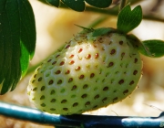 Erdbeere