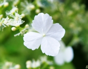 Kletterhortensie (Hydrangea petiolaris)