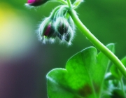 Pelargonie (Pelargonium peltatum)