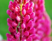 Lupine (Lupinus)