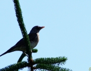 Wacholderdrossel (Turdus pilaris)