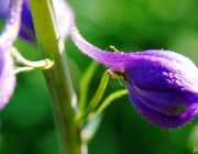 Rittersporn (Delphinium)