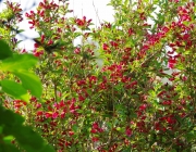 Weigelie (Weigela 'Bristol Ruby')