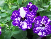 Hänge-Petunie (Petunia 'NightSky')