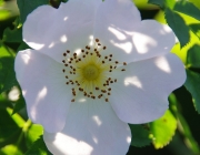 Hundsrose (Rosa canina)