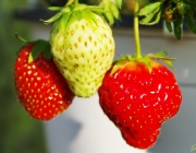 Erdbeeren