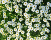 Mutterkraut (Tanacetum parthenium)