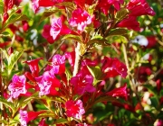 Weigelie (Weigela 'Bristol Ruby')