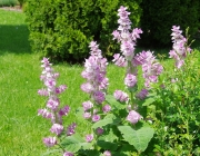 Muskatellersalbei (Salvia sclarea)