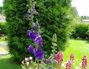 Rittersporn (Delphinium)