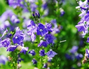 Große Ehrenpreis (Veronica teucrium)