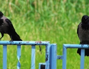 Aaskrähen (Corvus corone)