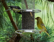 Kohlmeise (Parus major) und Grünfink (Chloris chloris)