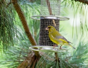 Grünfink (Chloris chloris)