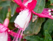 Fuchsie (Fuchsia)
