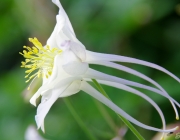 Akelei (Aquilegia)