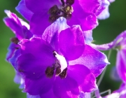 Rittersporn (Delphinium)