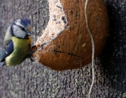 Blaumeise (Cyanistes caeruleus)