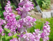 Muskatellersalbei (Salvia sclarea)