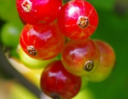 Rote Johannisbeere (Ribes rubrum)