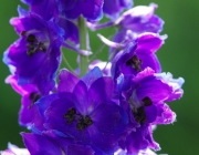 Rittersporne (Delphinium)