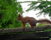Eichhörnchen (Sciurus vulgaris)