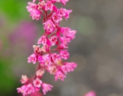 Purpurglöckchen (Heuchera)