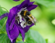 Rittersporn (Delphinium)