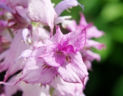 Muskatellersalbei (Salvia sclarea)
