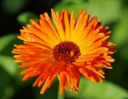 Ringelblume (Calendula officinalis)