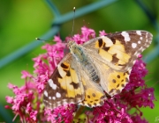 Distelfalter (Vanessa cardui)