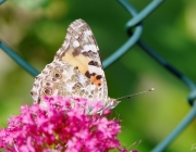 Distelfalter (Vanessa cardui)