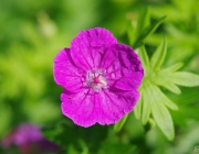 Blutroter Storchschnabel (Geranium sanguineum)