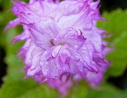 Muskatellersalbei (Salvia sclarea)
