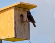 Star (Sturnus vulgaris)