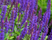 Zier-Salbei (Salvia nemorosa)
