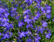 Männertreu (Lobelia erinus)